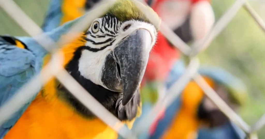 Grupo de venda de animais silvestres na internet é alvo de ação da PF em SP