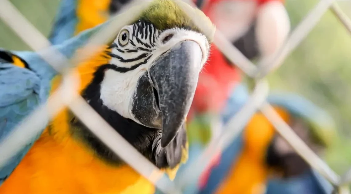 Grupo de venda de animais silvestres na internet é alvo de ação da PF em SP