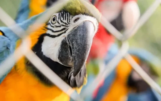 Grupo de venda de animais silvestres na internet é alvo de ação da PF em SP